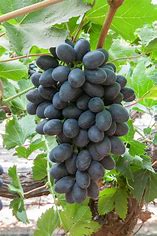 Joy Black Seedless Grapes - firstorganicbaby
