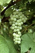 Himrod Grapes - firstorganicbaby