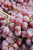 Canadice Grapes - firstorganicbaby