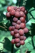 Vanessa Red Grapes - firstorganicbaby