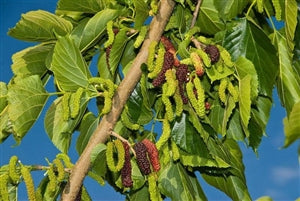 Dwarf Mulberry Tree - firstorganicbaby