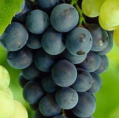 Glenora Grapes - firstorganicbaby
